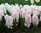 20 Hyazinthen "China pink " Blumenzwiebeln Gr.15/16  rosa