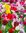 Tulpenmischung Gr. 12+ versch. Farben (50 / 100 / 500 Stück)
