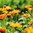 100g Ringelblume (Calendula officinalis) Saatgut für die Bienenweide