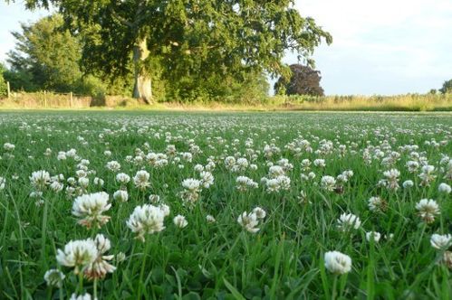 200g Weißklee (Trifolium repens) Saatgut für die Bienenweide