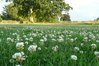 200g Weißklee (Trifolium repens) Saatgut für die Bienenweide