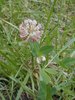 200g Schwedenklee (Trifolium hybridum) Saatgut für die Bienenweide