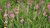 200g Saat-Esparsette (Onobrychis viciifolia) Saatgut für die Bienenweide