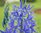 3 blaue  Prärielilien Camassia Leichtlinii Caerulea, Gr. 12/14