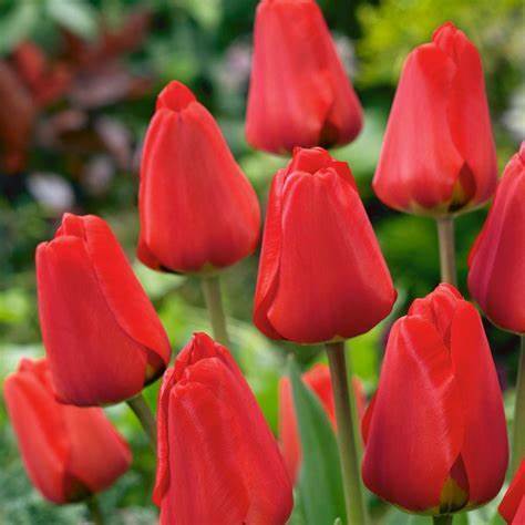 20 Tulpen  "Apeldoorn"  ( Darwin Hybride)  rot Gr. 10/11