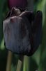 20 Tulpen  "Black Bean" dunkelviolett Gr. 10/11