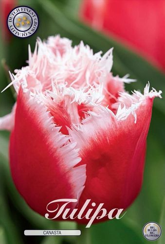 20 gefranste Tulpen "Canasta "  Rot/Weiß Gr. 10/11