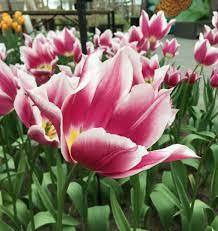 20 Lilienblütige Tulpen "Claudia"  hellviolett-weiß Gr. 10/11
