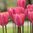 20 Tulpen, Darwin Hybrid Tulpe "Cosmopolitan" rosa Gr. 10/11