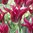20 Viridiflora Tulpen "Doll's Minuet" Gr. 10/11