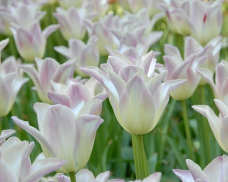 20 Lilienblütige Tulpen "Elegant Lady" cremegelb-rosa Gr. 10/11