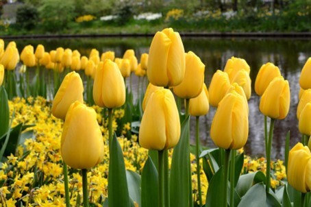 20 langstielige gelbe Darwin Hybrid Tulpen " Golden Parade"  Gr. 10/11