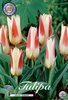 20 niedige Seerosentulpen Tulipa kaufmanniana "Johann Strauss"  Gr. 10/11