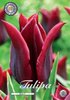 20 Lilienblütige Tulpen 'Merlot'  Gr. 10/11