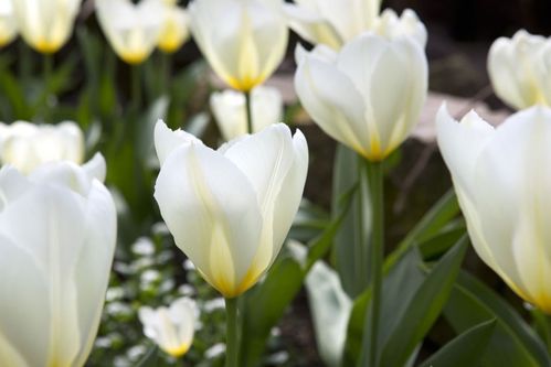 20 weiße Fosteriana Tulpen "Purissima"  Gr. 10/11