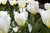 20 weiße Fosteriana Tulpen "Purissima" Gr. 10/11