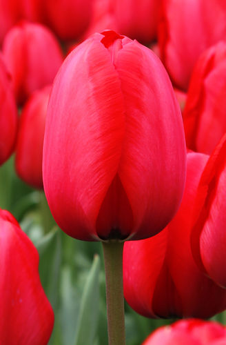 20 langstielige Darwin Hybrid Tulpen "Red  Impression"  Gr. 10/11
