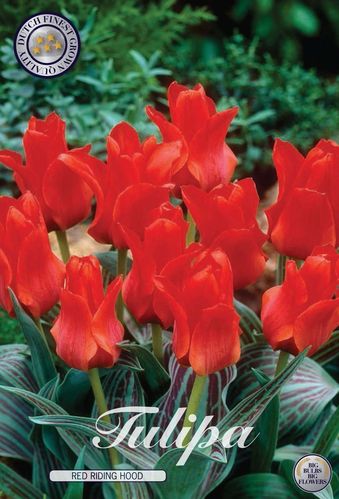 20 niedrige Greigii Tulpen "Red Riding Hood" (Rotkäppchen) Gr. 10/11