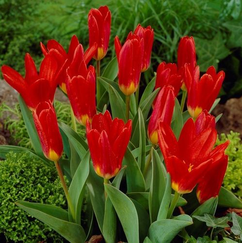 20 rote Seerosen-Tulpen "Scarlet Baby"  Gr. 10/11