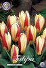 20 Seerosentulpen Tulpen "The First"  Gr. 10/11