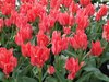 20 niedrige rote Greigii-Tulpen "Toronto"  Gr. 10/11