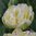 20 gefüllte duftende Tulpen "Verona" Gr. 10/11