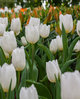 20 frühblühende Tulpen  "White Prince"  Gr. 10/11