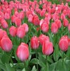 20 langstielige Darwin Hybrid Tulpen "van Eijk"  Gr. 10/11