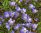 Prächtiger Herbstkrokus Crocus speciosus ssp. speciosus Gr. 5/7 (50/100/500 Stück)
