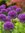 25 Allium Purple Sensation, Zierlauch Gr. 9+