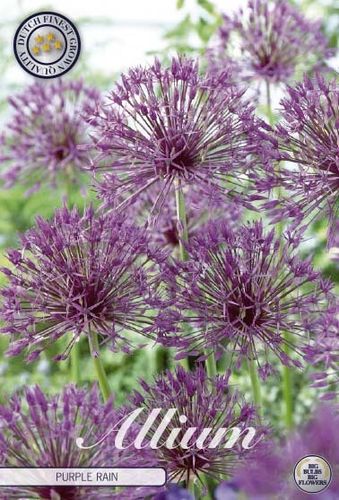 Allium Purple Rain, Zierlauch, Purpur-Kugellauch  Gr. 10 (20 Stück)