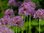 Allium Purple Rain, Zierlauch, Purpur-Kugellauch Gr. 10 (20 Stück)