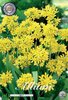 200 Allium Moly, gelber niedriger Zierlauch Gr. 4-5, Ideal für die Bienenweide