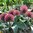 Niedriger Allium 'Red Giant', Zierlauch/Roter Blauzungenlauch Gr. 12+ (10 Stück)