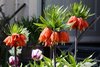 5 Kaiserkronen Fritillaria imperialis 'William Rex' Gr. 20-24