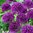 Allium Aflatunense 'Purple Sensation' , Sternförmiger Kugellauch, Gr. 9-10 (20 / 50 Stück)
