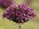 Allium Firmament, Zierlauch , Trichter-Blaulauch Gr. 12+, dunkelviolett (10 Stück)