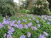 Neu: Lavendelblaue Wald - Anemonen Anemone nemorosa 'Robinsoniana  (10 Stück)