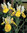 20 Schwertlilien Iris Hollandica Symphony cremeweiß-gelb