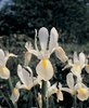 20 Schwertlilien Iris Hollandica White Excelsior, weiß Gr. 8/9
