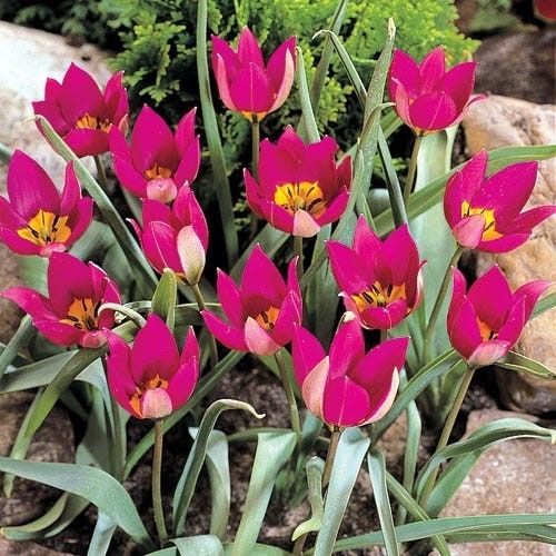 Wildtulpe Tulipa humilis 'Persian Pearl' Gr. 5/6, 20 Blumenzwiebeln