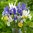 20 Blumenzwiebeln Iris Hollandica Mischung , Gr. 7/8