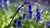 50 Englische Blue Bell - Hyacinthoides Non-Scripta - Atlantisches Hasenglöckchen Gr. 6/7