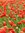 50 Tulpen Blumenzwiebeln "Miranda" (rote gefüllte späte Tulpe) Gr. 12+