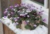3 Vorfrühlings- Alpenveilchen Cyclamen Coum Gr. 10-13 rosa