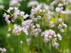 Allium Roseum, Rosenlauch, Zierlauch Gr. 4-5, 100 oder 500 Stück