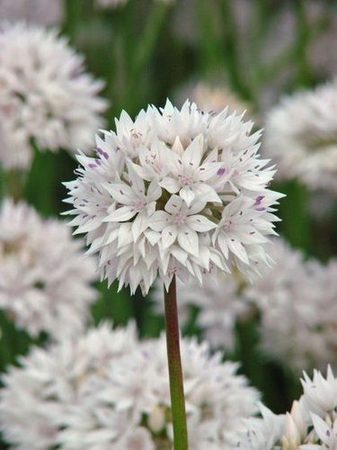 Allium Graceful Beauty, Zierlauch Gr. 4/5, 100/500 oder 1000 Stück