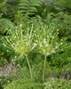 Allium Schubertii 'Arctic Snow', weiß, Zierlauch Gr. 14   (5 / 20 Stück)