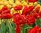 500 Tulpen Blumenzwiebeln "Miranda" (rote gefüllte späte Tulpe) Gr. 12+