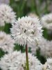 Allium Graceful Beauty, Zierlauch- Originalgebinde-5000 Blumenzwiebeln